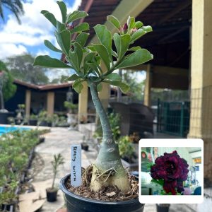 0210 90 Rosa do Deserto Beauty Witch