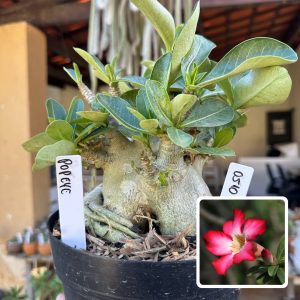 0510 02 Arabicum Vitrine Popeye