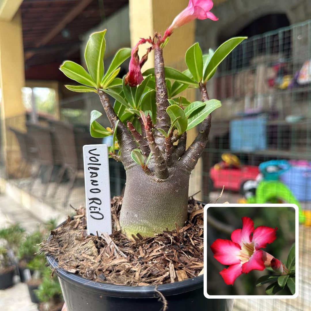 0510 02 Arabicum Volcano Red F3