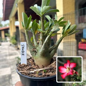 0510 04 Arabicum Zander F3