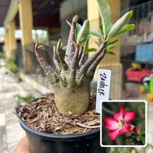 0510 05 Arabicum Zadock F3