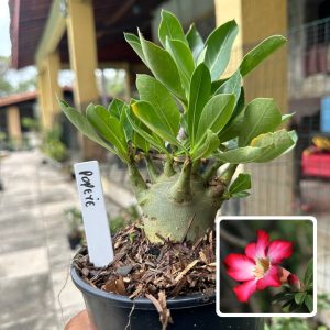 0510 06 Arabicum Popeye F3