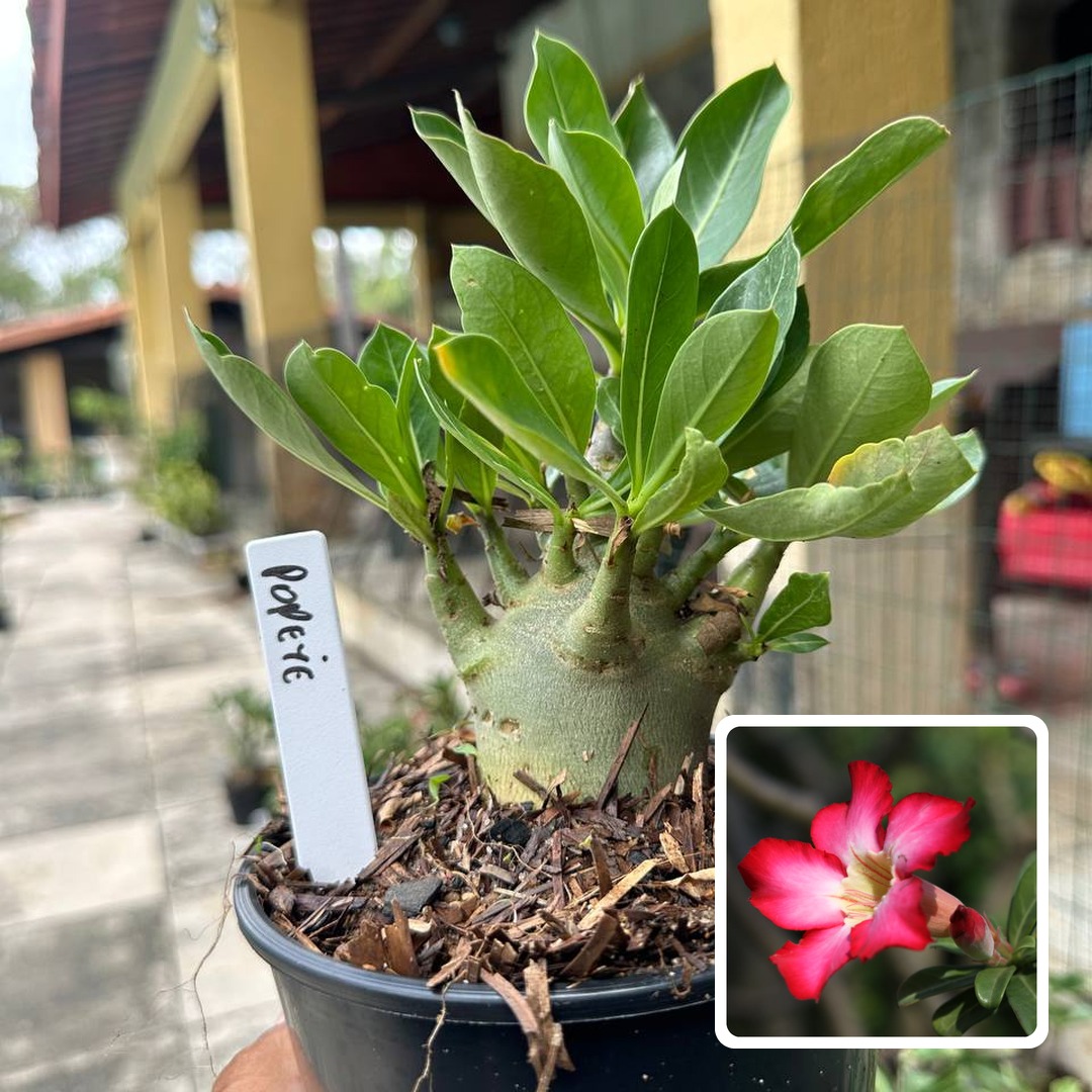 0510 06 Arabicum Popeye F3