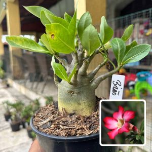 0510 07 Arabicum Bizão F3