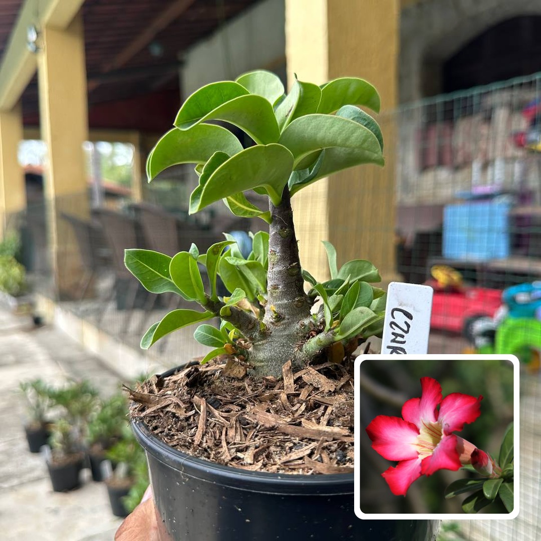 0510 09 Arabicum Czar F3