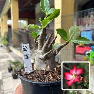 0510 10 Arabicum Fat Boy F3