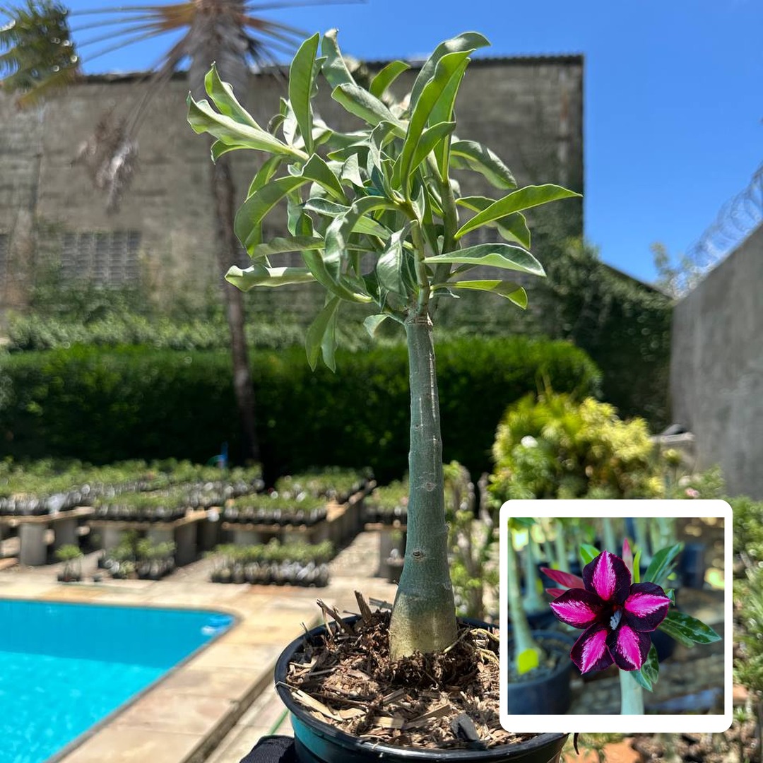 0510 101 Rosa do Deserto Black Cherry