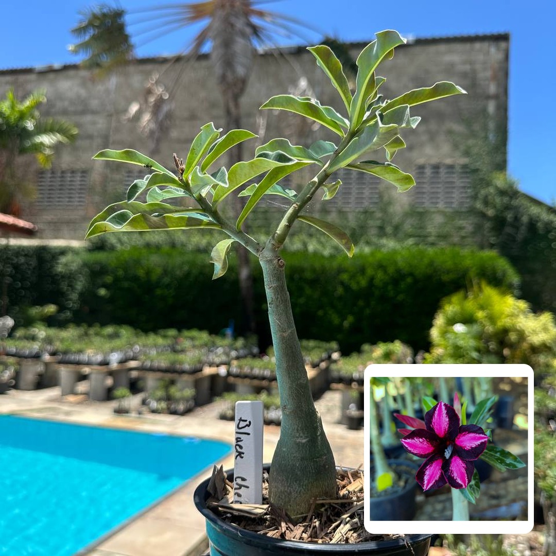 0510 109 Rosa do Deserto Black Cherry