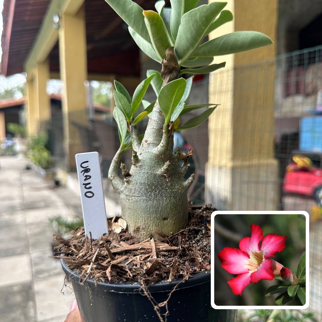0510 11 Arabicum Urano F3