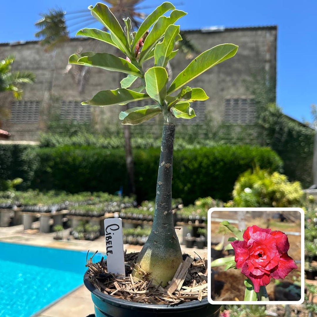 0510 110 Rosa do Deserto cibele