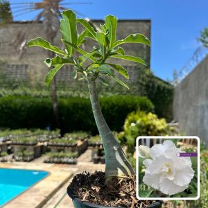 0510 112 Rosa do Deserto Branca Dobrada