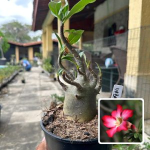 0510 12 Arabicum Urbano F3