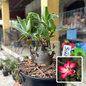 0510 14 Arabicum Bizão F3