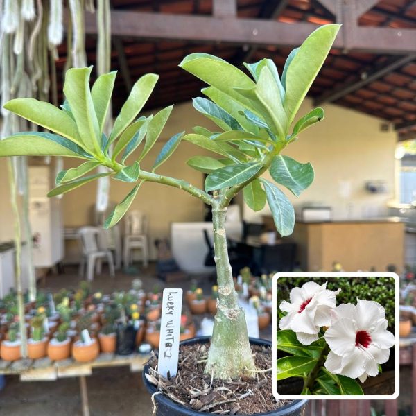 Rosa do Deserto Lucky White 2