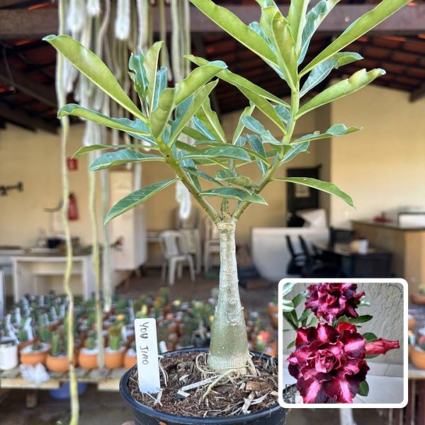 Rosa do Deserto You Jiao
