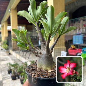 0510 15 Arabicum Dynamo F3