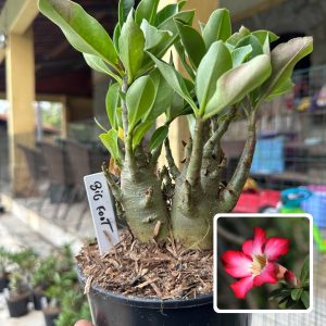 0510 16 Arabicum Big Foot F3