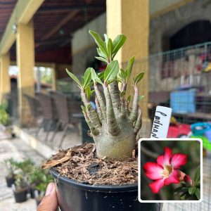 0510 17 Arabicum Cadman F3