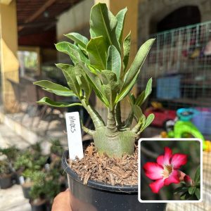 0510 18 Arabicum Hades F3