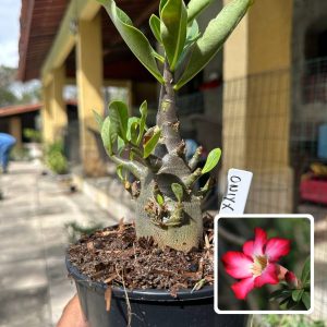 0510 19 Arabicum Oniyx F3