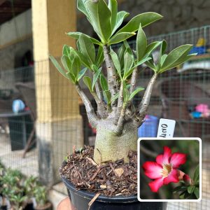 0510 20 Arabicum Oniyx F3