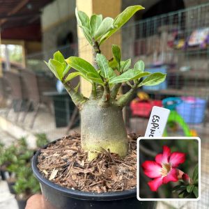 0510 21 Arabicum Espinossauro F3