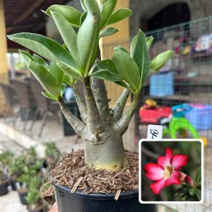 0510 22 Arabicum Black Stone F3