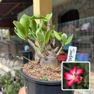 0510 23 Arabicum Jandara F3