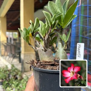 0510 25 Arabicum Mammoth F3