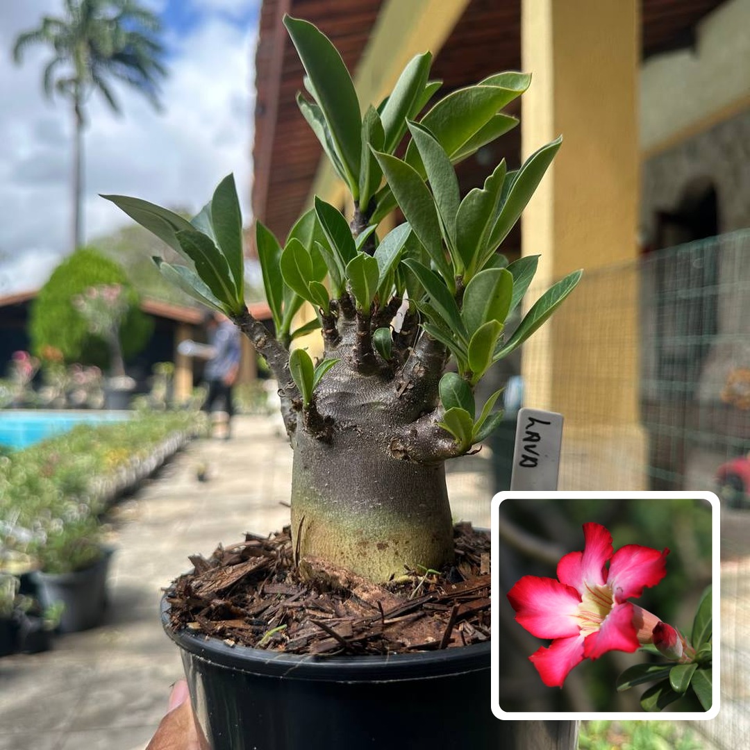 0510 26 Arabicum Lava F3