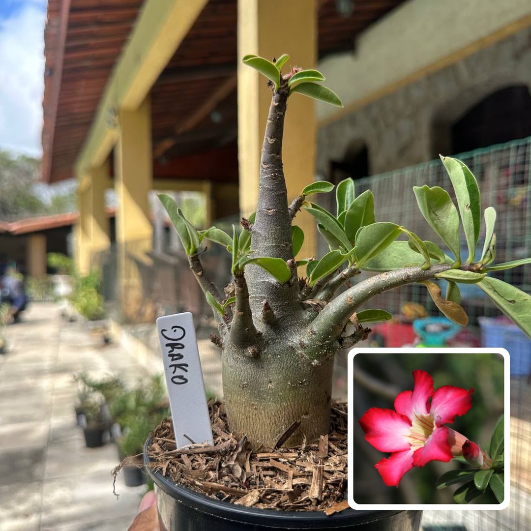 0510 27 Arabicum Drako F3