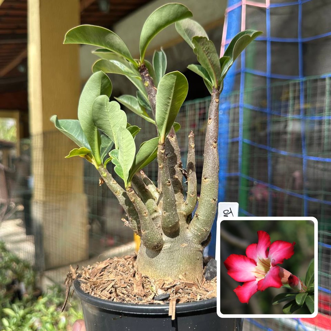 0510 28 Arabicum Javali F3