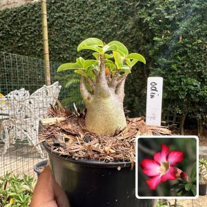 0510 29 Arabicum Odin F3