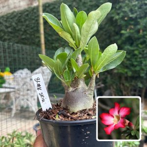 0510 30 Arabicum Black Skin F3