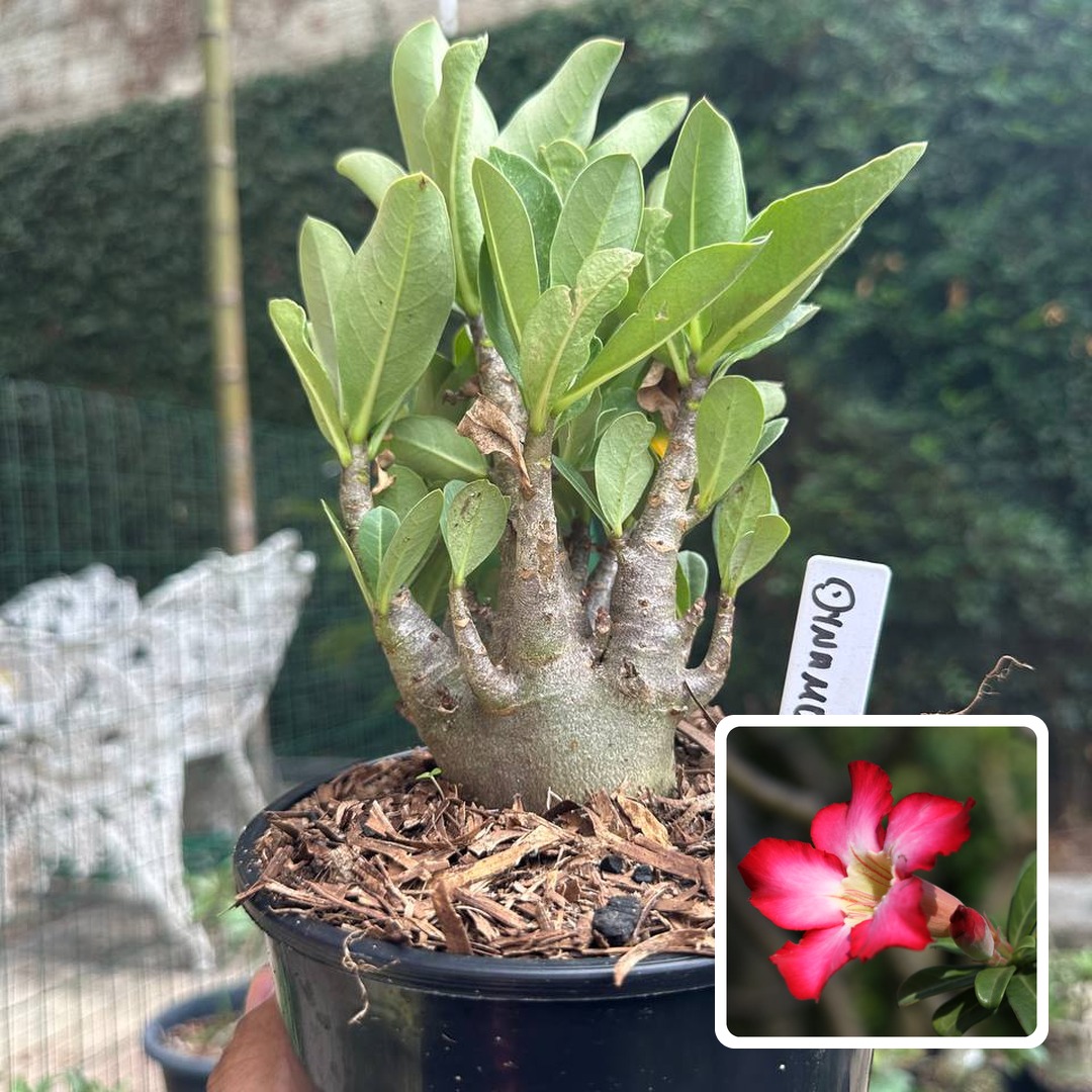 0510 31 Arabicum Dynamo F3