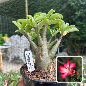 0510 32 Arabicum Darckseid F3
