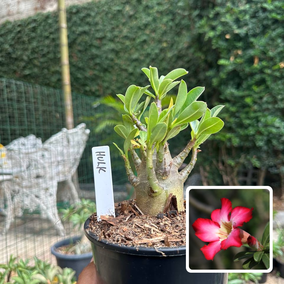 0510 35 Arabicum Hulk F3