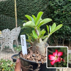 0510 36 Arabicum Godzilla F3