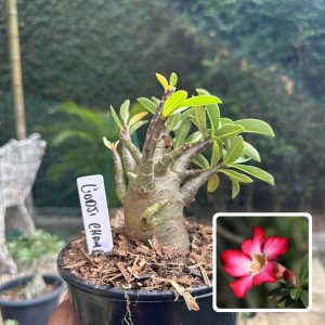0510 37 Arabicum Godji Champ F3