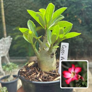 0510 39 Arabicum Godji pura F3