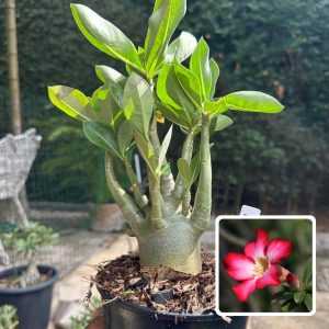 0510 40 Arabicum Atlas F3
