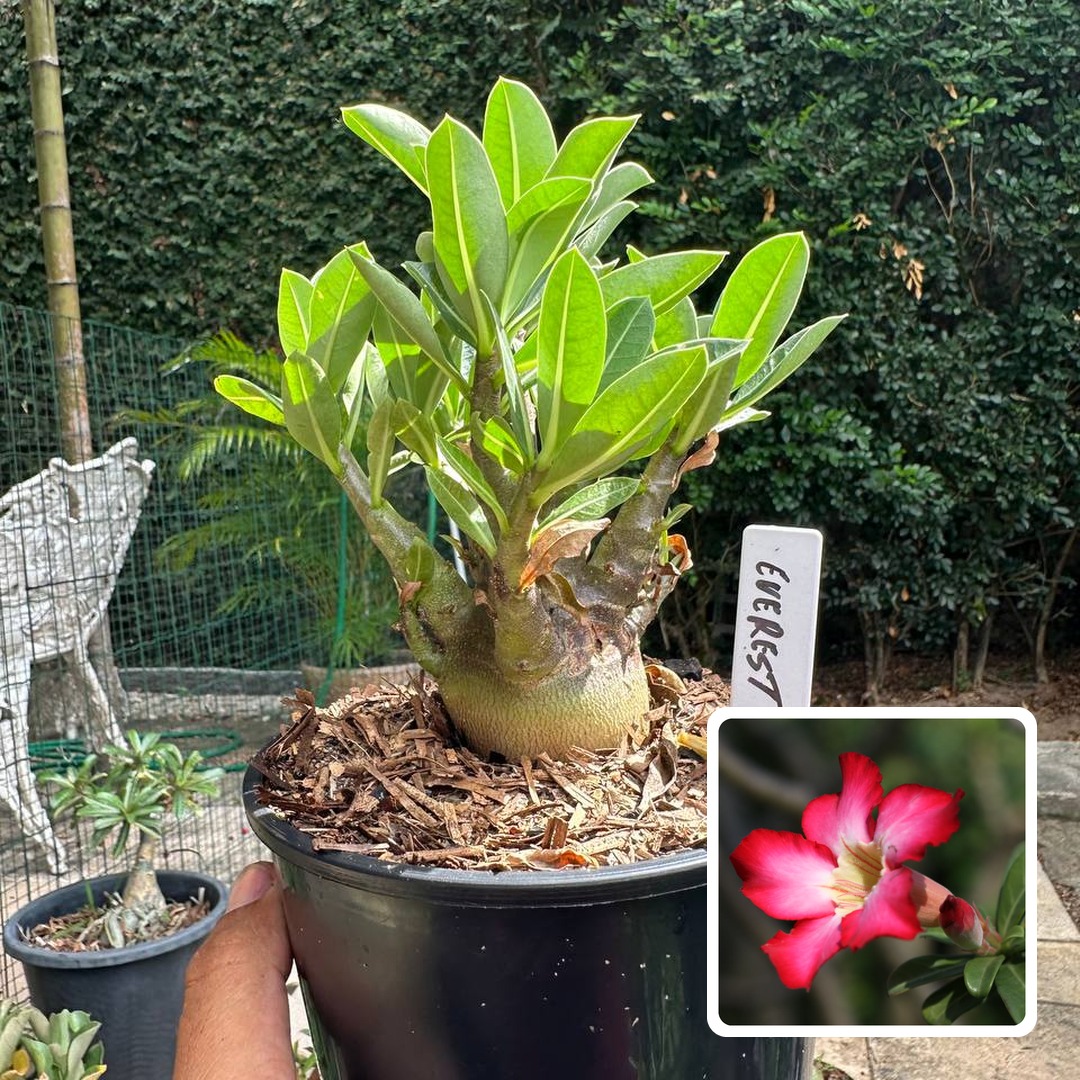 0510 41 Arabicum Everest F3