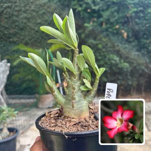 0510 43 Arabicum Popeye F3