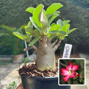 0510 44 Arabicum Drako F3