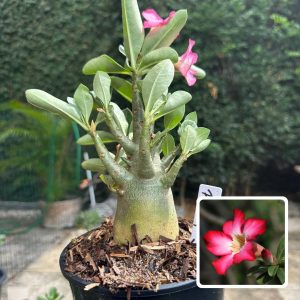 0510 45 Arabicum Fat boy F3