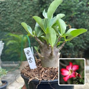 0510 46 Arabicum Bei Bid F3