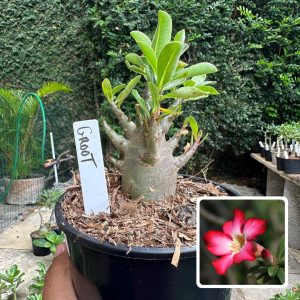 0510 47 Arabicum Groot F3