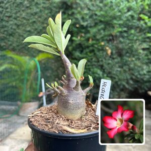 0510 48 Arabicum Hesfero F3