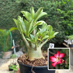 0510 50 Arabicum Dobby F3