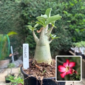 0510 51 Arabicum Dynamo F3